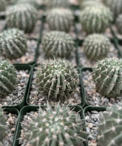 Parodia Buiningii Cactus 4" Pot - Rare Notocactus - Yellow Flowers