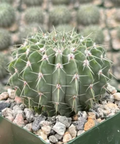 Parodia Buiningii Cactus 4
