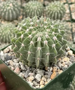 Parodia Buiningii Cactus 4