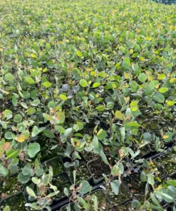 Parvifolia Eucalyptus, Live Evergreen Tree, Unique Plant, Baby Tree, Live Plant in 2.5'' Pot