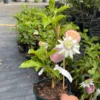 Passion fruit vine. Free shipping 3-4 feet tall