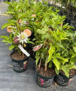 Passion fruit vine. Free shipping 3-4 feet tall