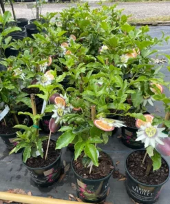 Passion fruit vine. Free shipping 3-4 feet tall