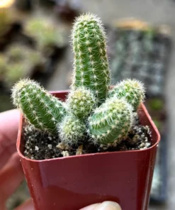 Peanut Cactus Clusters Live Succulent 2in 4in 6in Pot | Minimalist Cactus