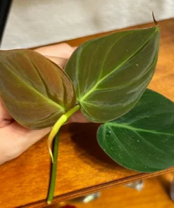 Philodendron Micans, Houseplant Cuttings, Live Plant in 4" pot