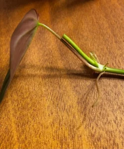 Philodendron Micans, Houseplant Cuttings, Live Plant in 4