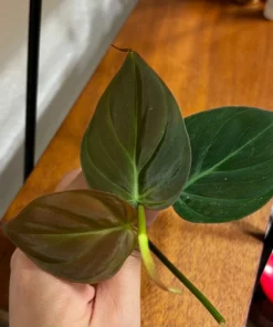 Philodendron Micans, Houseplant Cuttings, Live Plant in 4