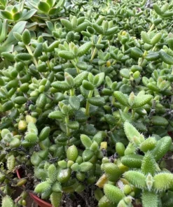 Pickle Plant 2" Pot Succulent - Delosperma Echinatum - Live Plant