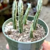 Pickle Plant, Little Pickles, Rare Succulent, Live Plant in 4'' pot