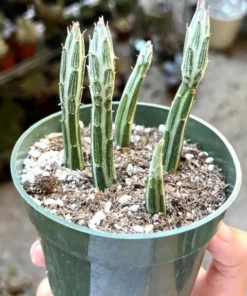 Pickle Plant, Little Pickles, Rare Succulent, Live Plant in 4'' pot