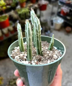 Pickle Plant, Little Pickles, Rare Succulent, Live Plant in 4'' pot