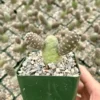 Pine Cone Cactus, Tephrocactus Articulatus, Unique Cactus in 3" pot
