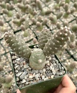 Pine Cone Cactus, Tephrocactus Articulatus, Unique Cactus in 3" pot