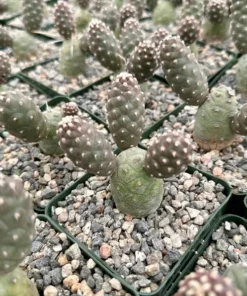 Pine Cone Cactus, Tephrocactus Articulatus, Unique Cactus in 3
