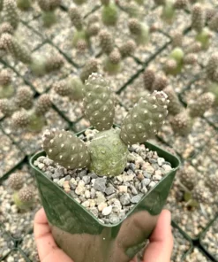Pine Cone Cactus, Tephrocactus Articulatus, Unique Cactus in 3