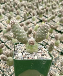 Pine Cone Cactus, Tephrocactus Articulatus, Unique Cactus in 3