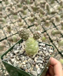 Pine Cone Cactus, Tephrocactus Articulatus, Unique Cactus in 3