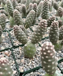 Pine Cone Cactus, Tephrocactus Articulatus, Unique Cactus in 3