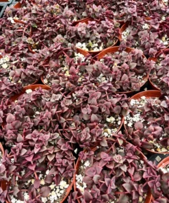 Pink Calico Kitten, Trailing Succulent, Live Hanging Plant in 4'', 6" pot