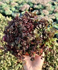 Pink Calico Kitten, Trailing Succulent, Live Hanging Plant in 4'', 6