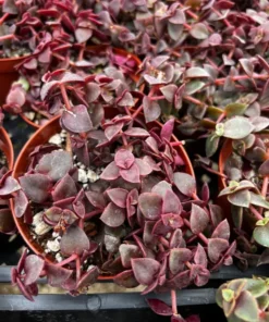 Pink Calico Kitten, Trailing Succulent, Live Hanging Plant in 4'', 6