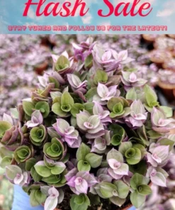 Pink Panther Plant 4'' Potted Pink Tradescantia Trailing Succulent