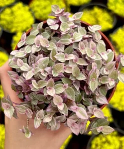 Pink Panther Plant 4'' Potted Pink Tradescantia Trailing Succulent