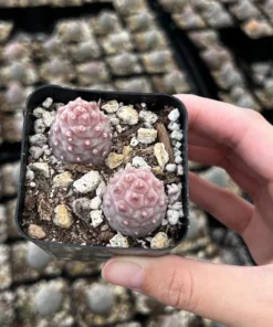 Pink Pine Cone Cactus, Live Plant, Rare Succulent, 2.5'' Pot, Pink Plant