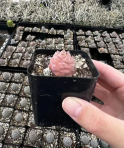 Pink Pine Cone Cactus, Live Plant, Rare Succulent, 2.5'' Pot, Pink Plant