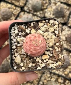 Pink Pine Cone Cactus, Live Plant, Rare Succulent, 2.5'' Pot, Pink Plant