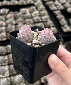 Pink Pine Cone Cactus, Live Plant, Rare Succulent, 2.5'' Pot, Pink Plant