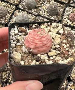 Pink Pine Cone Cactus, Live Plant, Rare Succulent, 2.5'' Pot, Pink Plant
