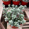 Pink Vygie Succulent Live Plant 4 inch Pot Pink Ice Plant Vigie Sandstone