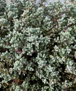 Pink Vygie Succulent Live Plant 4 inch Pot Pink Ice Plant Vigie Sandstone