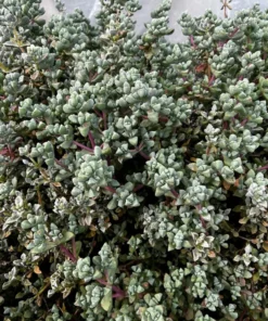 Pink Vygie Succulent Live Plant 4 inch Pot Pink Ice Plant Vigie Sandstone