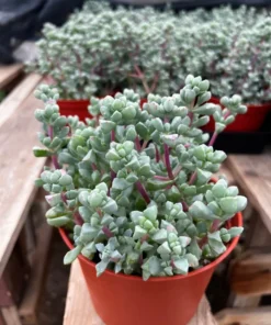 Pink Vygie Succulent Live Plant 4 inch Pot Pink Ice Plant Vigie Sandstone