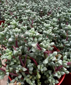 Pink Vygie Succulent Live Plant 4 inch Pot Pink Ice Plant Vigie Sandstone