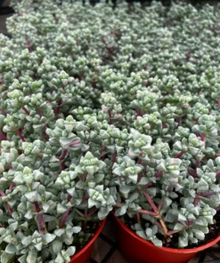 Pink Vygie Succulent Live Plant 4 inch Pot Pink Ice Plant Vigie Sandstone