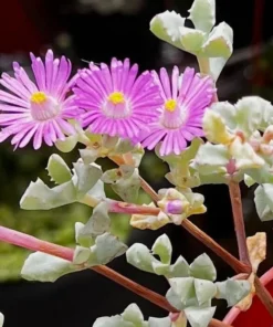 Pink Vygie Succulent Live Plant 4 inch Pot Pink Ice Plant Vigie Sandstone