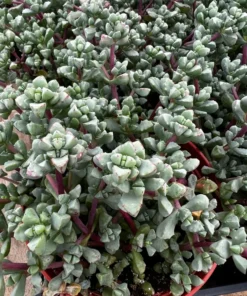 Pink Vygie Succulent Live Plant 4 inch Pot Pink Ice Plant Vigie Sandstone