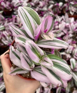 Pink Wandering Jew Tradescantia Nanouk Houseplant 2-6 inch pots
