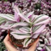 Pink Wandering Jew Tradescantia Nanouk Houseplant 2-6 inch pots