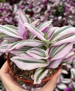 Pink Wandering Jew Tradescantia Nanouk Houseplant 2-6 inch pots