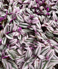 Pink Wandering Jew Tradescantia Nanouk Houseplant 2-6 inch pots