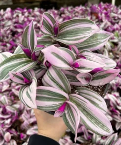 Pink Wandering Jew Tradescantia Nanouk Houseplant 2-6 inch pots