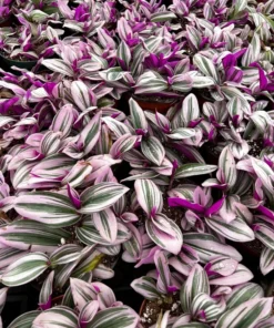 Pink Wandering Jew Tradescantia Nanouk Houseplant 2-6 inch pots