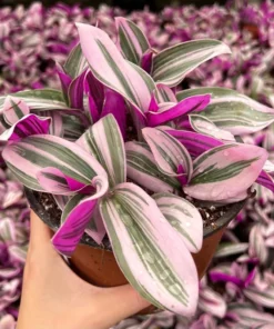 Pink Wandering Jew Tradescantia Nanouk Houseplant 2-6 inch pots