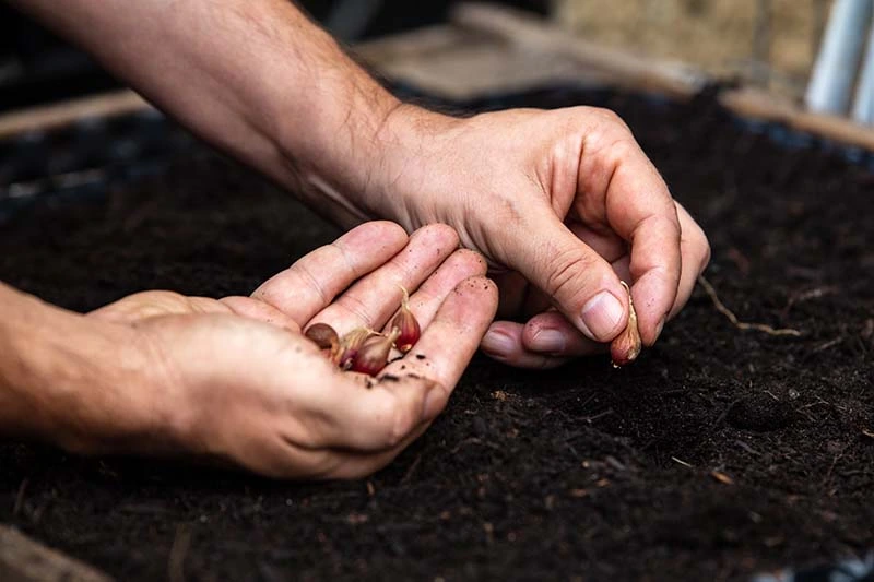 How to Grow Egyptian Walking Onions by Bulbils: A Beginner’s Guide