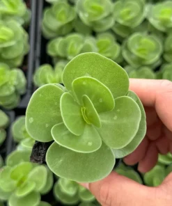 Portulaca Molokiniensis Rare Succulent, Hawaiian Plant, Live Plant in 2'' pot