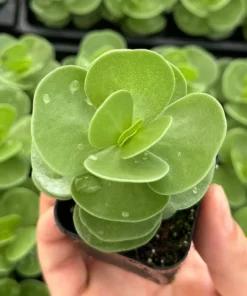 Portulaca Molokiniensis Rare Succulent, Hawaiian Plant, Live Plant in 2'' pot
